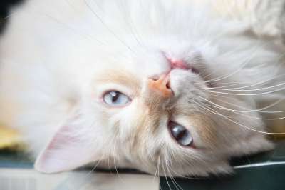 白色猫咪 动物 有趣的动物 有趣的猫 猫 小猫 白色的 宠物