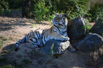 老虎 动物 动物园 哺乳动物 大猫 野生动物 捕食者 荒野