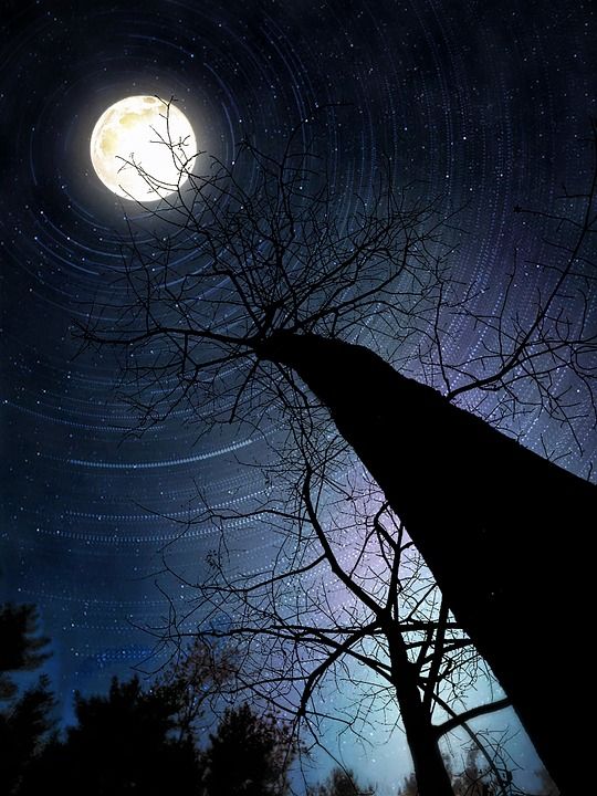 树 自然 月亮 夜晚 星空 天空 有天赋的人