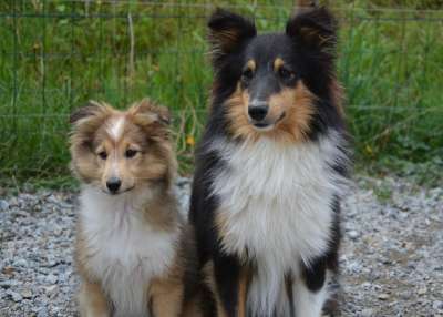 小狗 设得兰群岛牧羊犬 夫妻 狗 母狗 三色 小鹿与黑复盖 种族