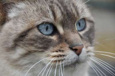 猫 肖像猫 欧洲猫 猫Nala 女性 猫蓝色的眼睛 胡同猫 动物