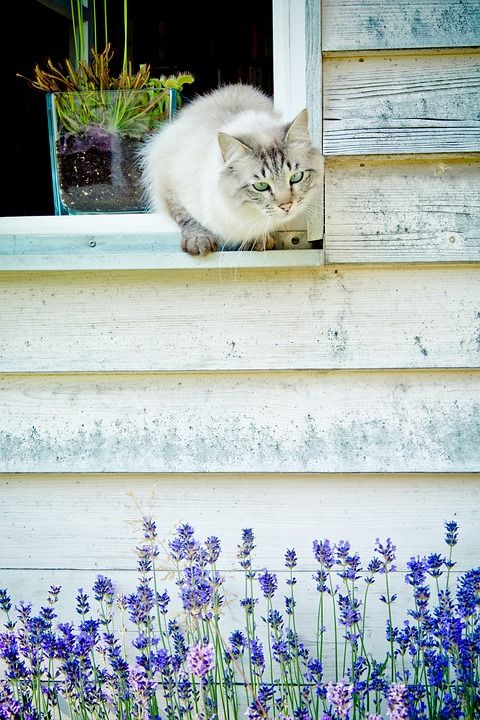 猫 窗户 房墙 薰衣草 夏天 木墙 木窗 窗台 牧歌 家畜
