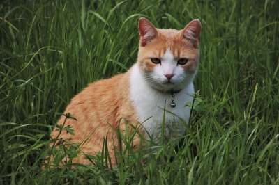 猫 鲁迪 表达 看 态度 草 潜伏着 漂亮 小猫 一个有趣的