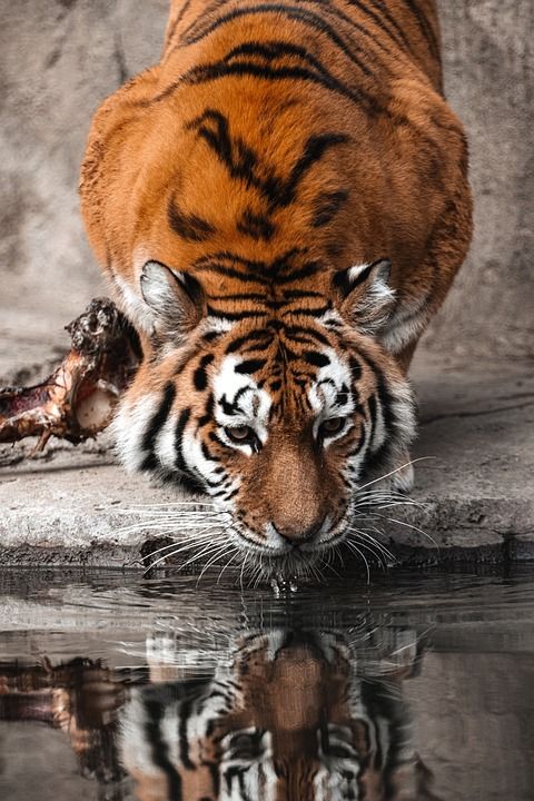 老虎 动物 动物园 大猫 条纹 猫科动物 哺乳动物 野生动物