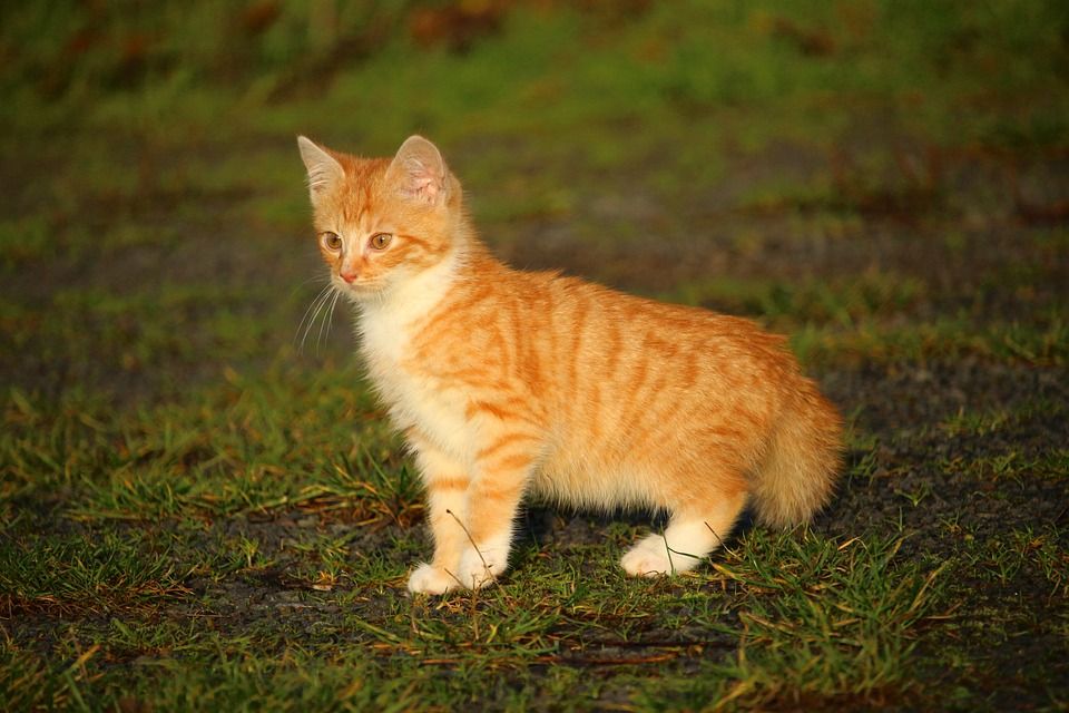 猫, 小猫, 猫宝宝, 年轻的猫, 红猫
