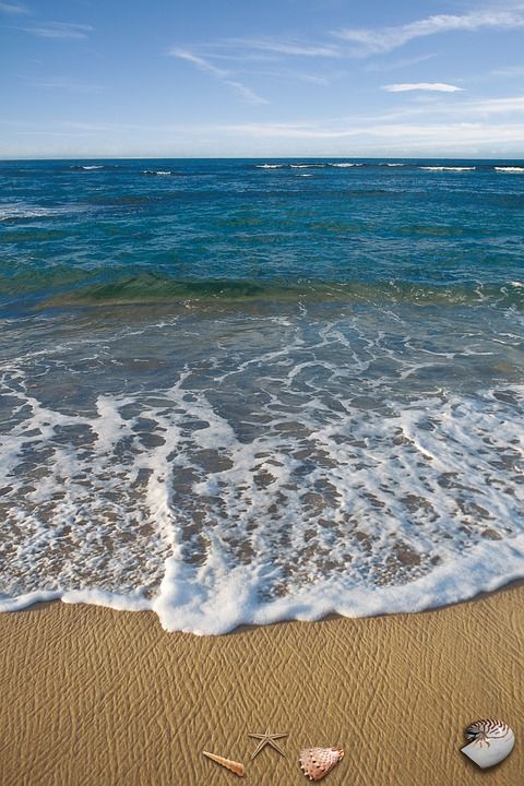 海 假期 记忆 住房 壳 动物 活化石 装饰性的 海滩 沙