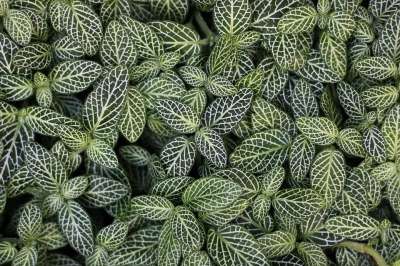 树叶 叶子 植物学 植物 热带 绿色的树叶 自然