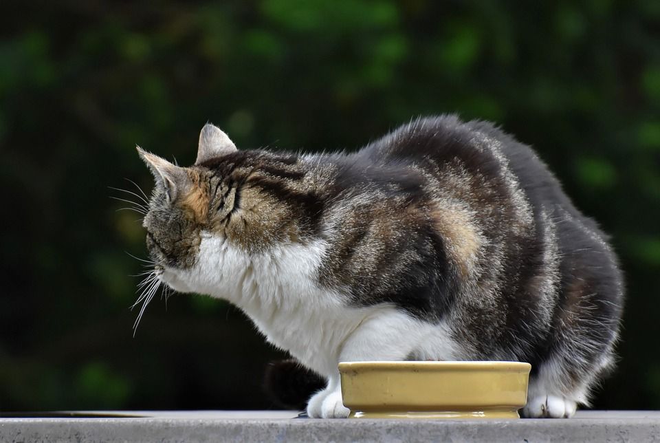 猫, 小猫, 胡须, 哺乳动物, 物种, 国内动物, 毛皮, 动物