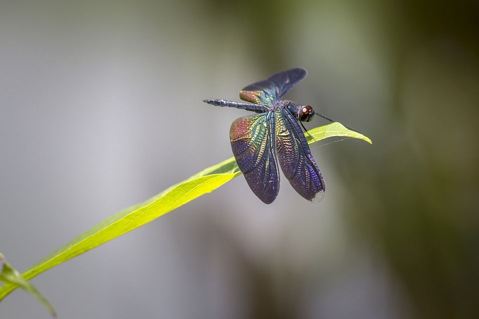 大蓝翼, Rhyothemis Plutonia, 泰国, 突进者, 红色的书