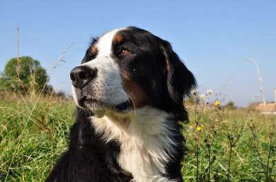 狗 伯恩山犬 动物 自然 家庭 大狗 领域 场