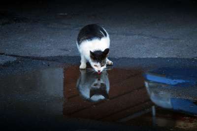 猫 水 饮品 动物 老虎 大自然 杯 可爱的 毛皮 头发