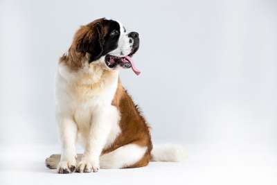 圣伯纳户外 圣伯纳 巴里 狗 St Bonalt 瑞士 Dog