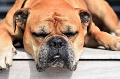 狗 动物 大陆的斗牛犬 家畜 动物肖像 睡觉 关闭 动物的脸