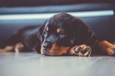动物 小狗 罗威纳犬 狗 国内动物 烂 犬类 宠物