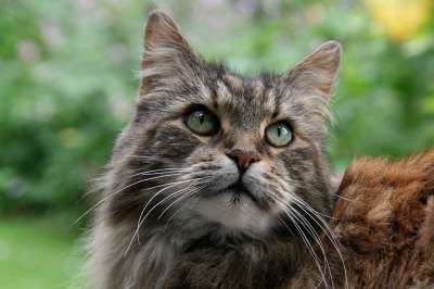缅因浣熊 猫 动物肖像 猫脸 Mainecoon