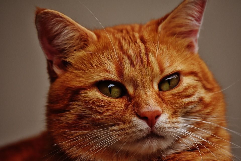 猫, 宿醉, 红色的, 可爱的, 鲭鱼, 老虎, 舒适, 动物, 家猫, 毛皮