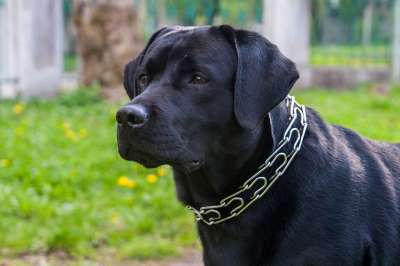 狗 拉布拉多犬 动物 山姆
