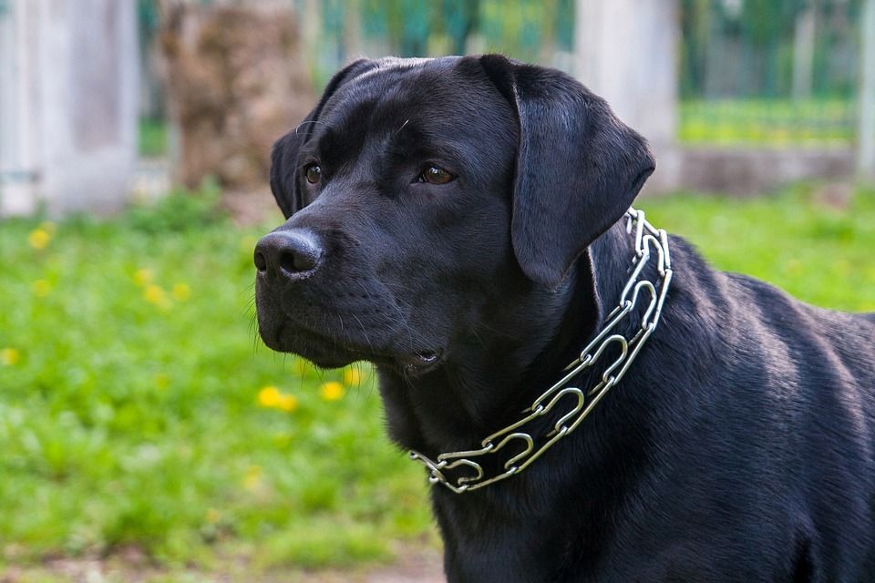 狗, 拉布拉多犬, 动物, 山姆
