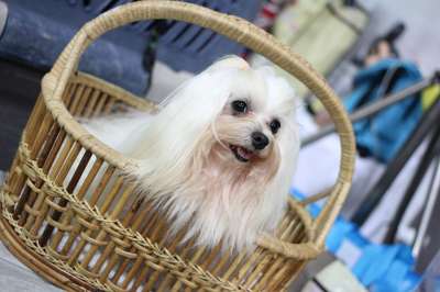 犬展 狗 小狗 西施 秀狗