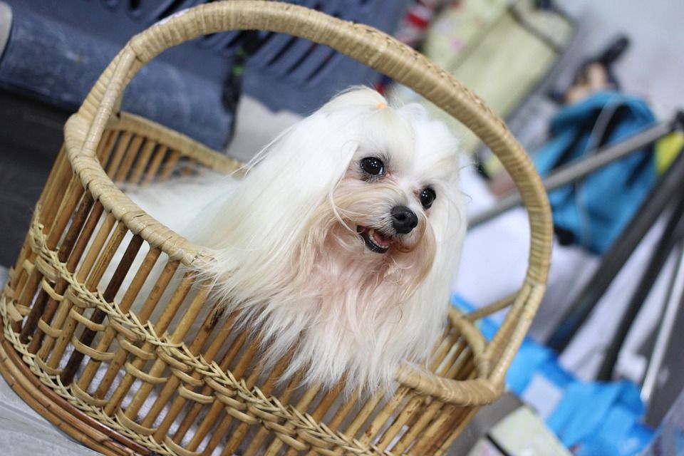 犬展, 狗, 小狗, 西施, 秀狗