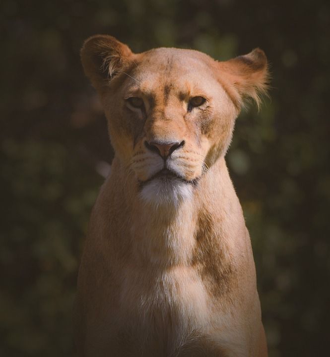 狮子 捕食者 野生动物 猫科动物 野生猫 自然