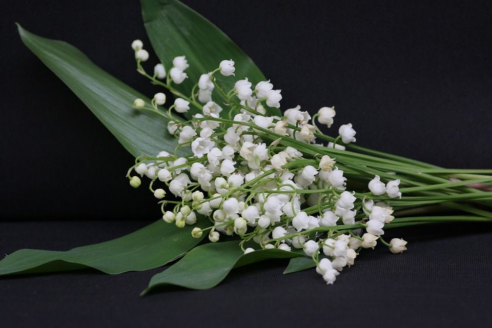 山谷里的百合, 5月1日, 花, 钟, 春天, 一点鹅口疮, 植物