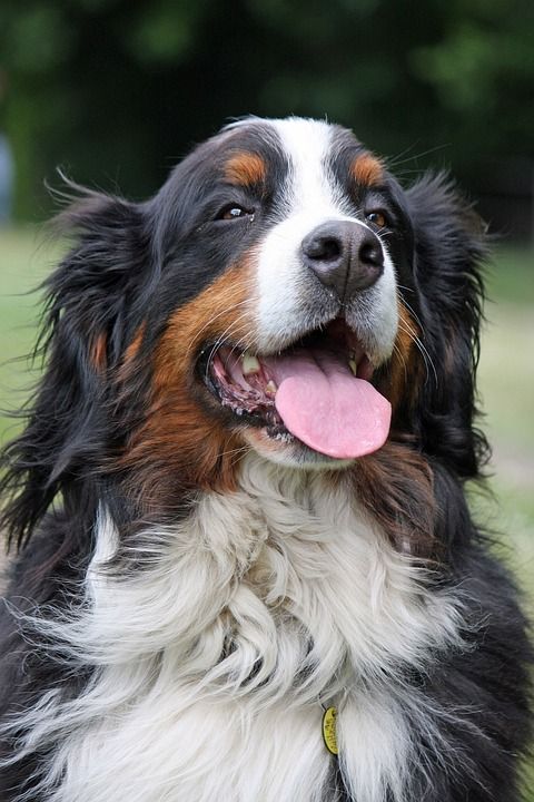 伯尔尼 山 狗 伯恩山犬 伯纳 森嫩猎犬 肖像 宠物 动物