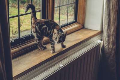 窗户 玻璃 玻璃 框架 猫 宠物 动物