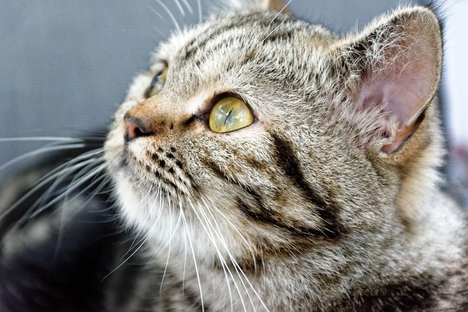 猫, 英国短毛猫, 品种猫, 鲭鱼, 梦想, 手表, 家猫, 家畜, 猫脸