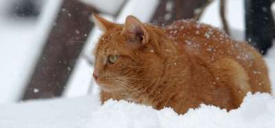 猫 红猫 雪