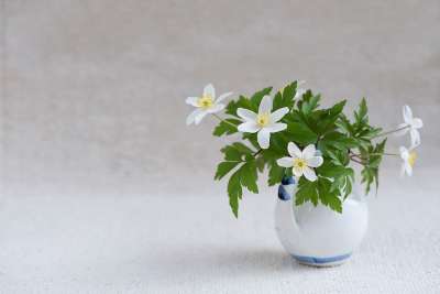 灌木海葵 毛茛科 海葵 Nemorosa 春天的花朵 大器晚成 开花