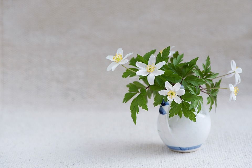灌木海葵, 毛茛科, 海葵 Nemorosa, 春天的花朵, 大器晚成, 开花
