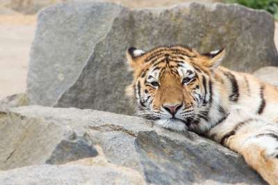 老虎 动物园 大猫 动物肖像