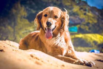 狗 朋友 动物 笨蛋 犬 巴西队 小狗 宠物 婊子 金的