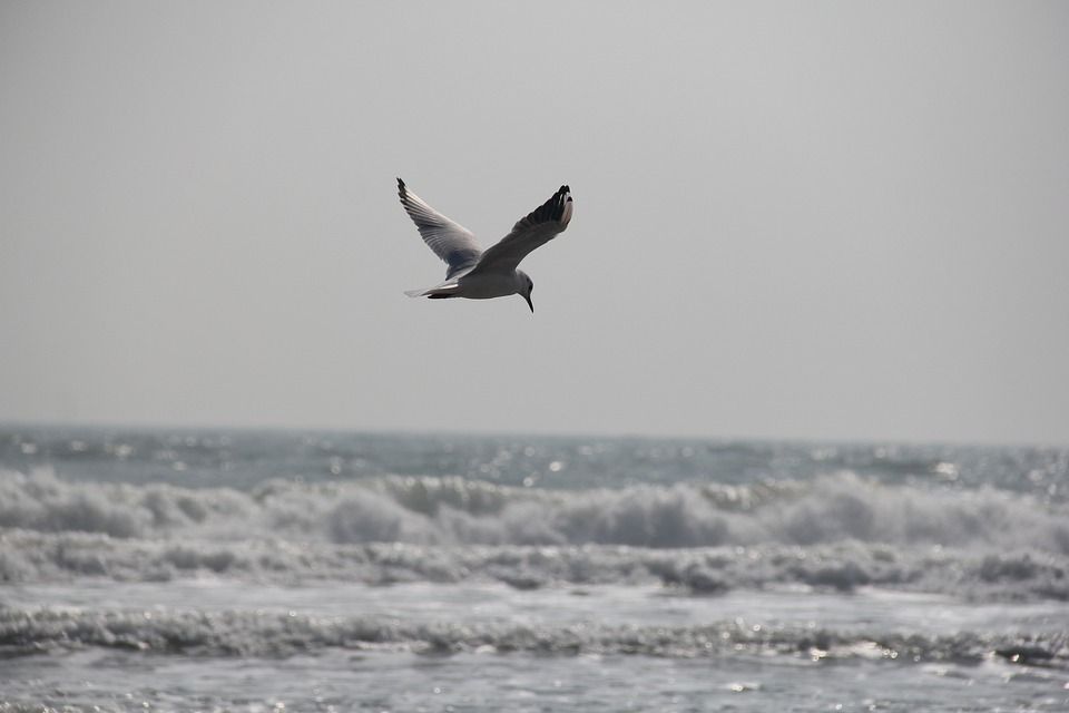 海鸥, 大海, 天空