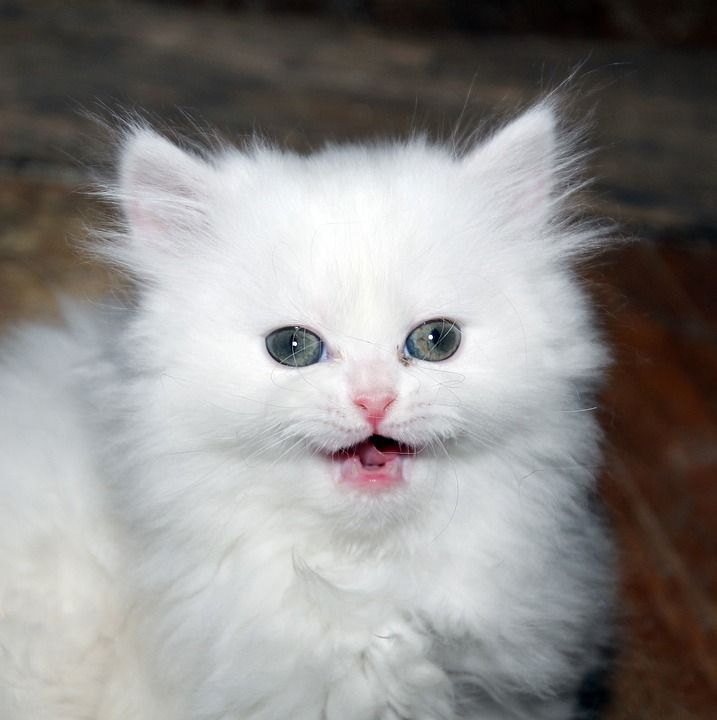 小猫, 猫, 白色的小猫, 波斯猫, 白色的波斯小猫, 猫科动物, 宠物