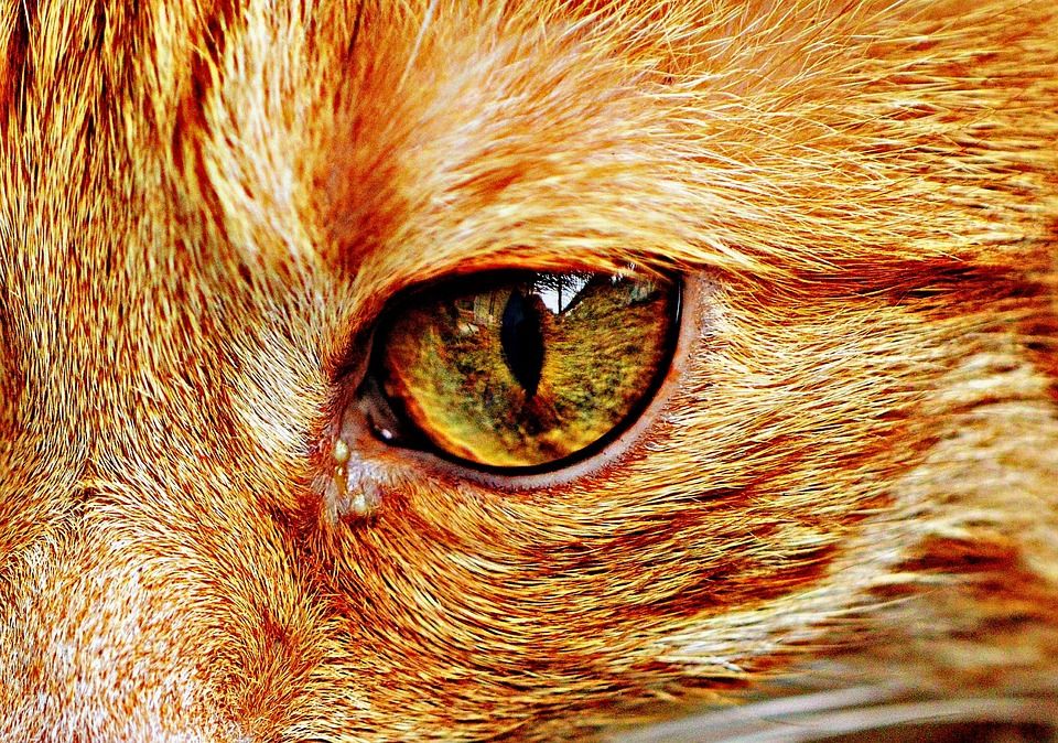 猫, 宿醉, 红色的, 可爱的, 鲭鱼, 老虎, 舒适, 动物, 家猫, 毛皮