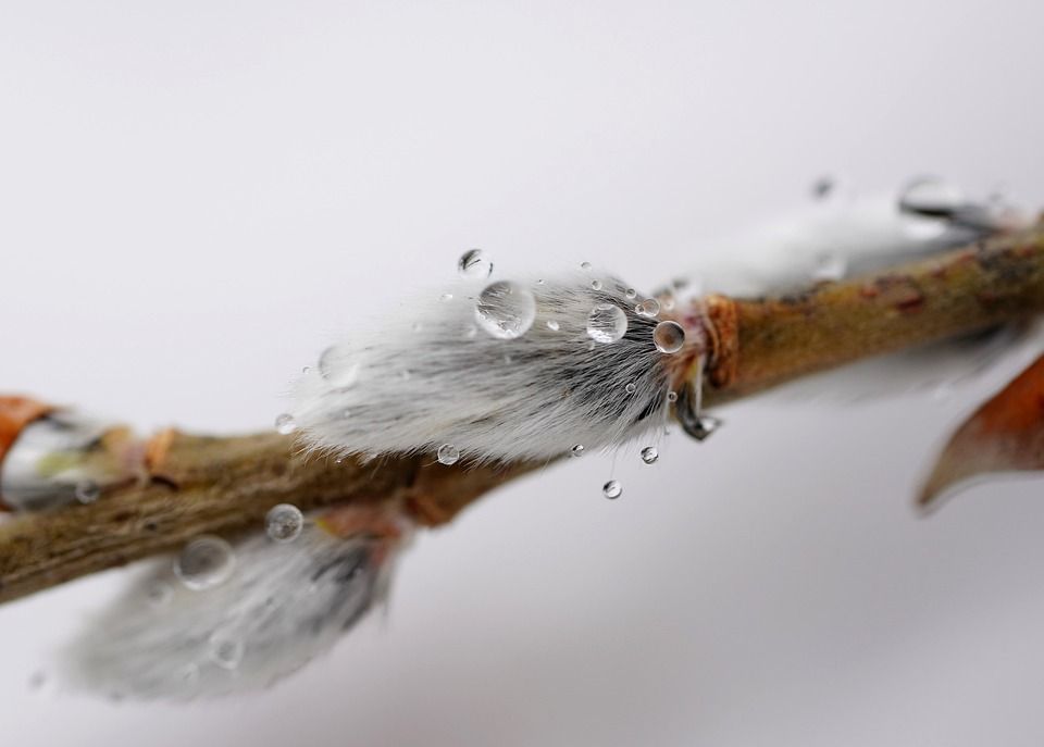 柳, 树, 木头, 雪, 冬天, 自然, 春天, 白色的, 森林, 景观