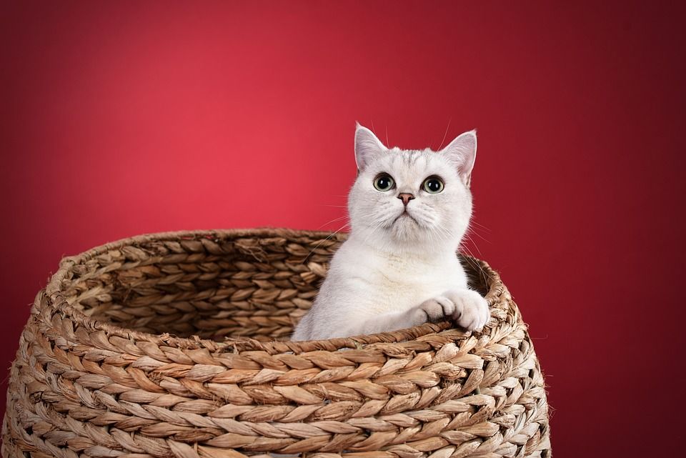 宠物, 猫, 英短, 英短, 英短, 英短, 英短, 英短