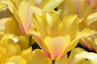 郁金香 花 橙色的 节日 植物 鲜花 花瓣 黄色 公园 花园