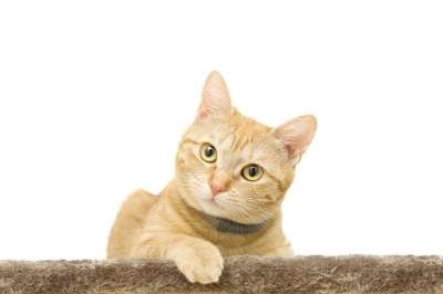 生姜 宠物 动物 猫 猫科动物 黄色 可爱的 国内的 年轻