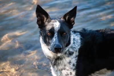 狗 宠物 河 动物 水 犬类 户外
