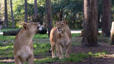 狮子 母狮 捕食者 苹果浏览器 动物 猫 自然 食肉动物 大猫