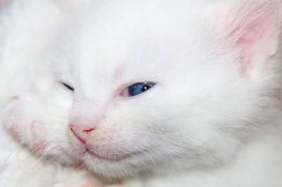 猫 小猫 猫宝宝 家畜 可爱的 红色的 动物 白色的 家猫