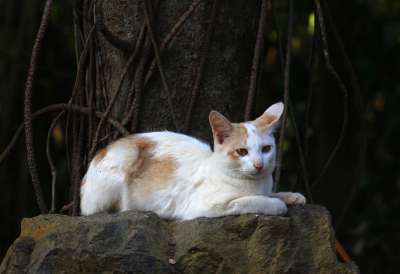 猫 小猫 宠物 冷静的 可爱的 动物