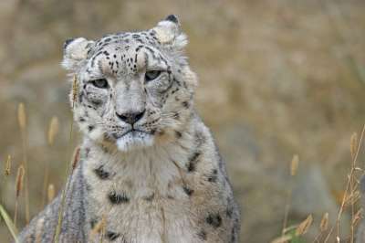 雪豹 爱必思 大猫 捕食者 高贵 污渍 动物肖像 黑豹