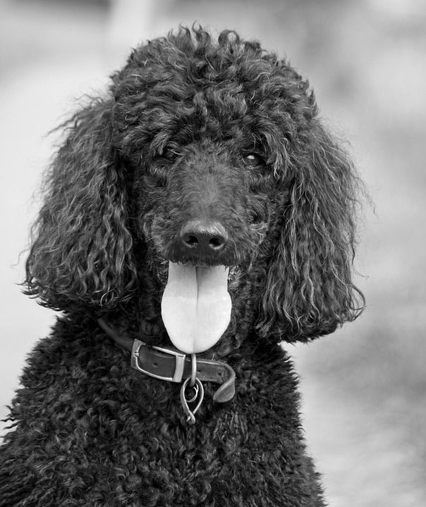 狗 贵宾犬 美丽的 标准贵宾犬 黑色的 单色 动物 黑，白 宠物