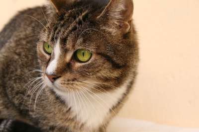 宿醉 家猫 猫脸 猫眼 鲭鱼