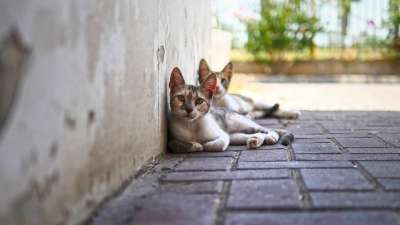 可爱的 动物 猫 看着 自然 肖像 哺乳动物 凝视 看 在看