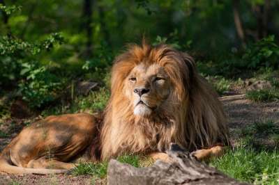 狮子 兽中之王 非洲 动物 猫 捕食者 哺乳动物 汤姆 毛皮